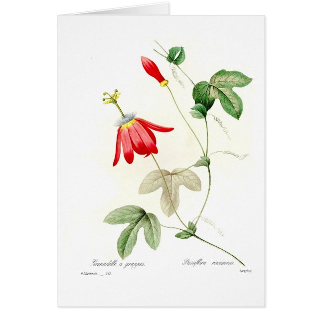 Cartão Racemosa do Passiflora (Frente)