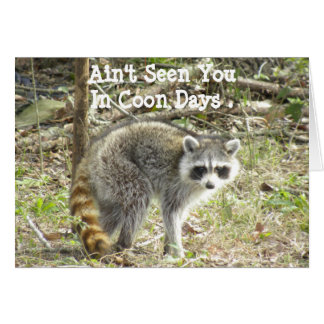 Cartão Racoon