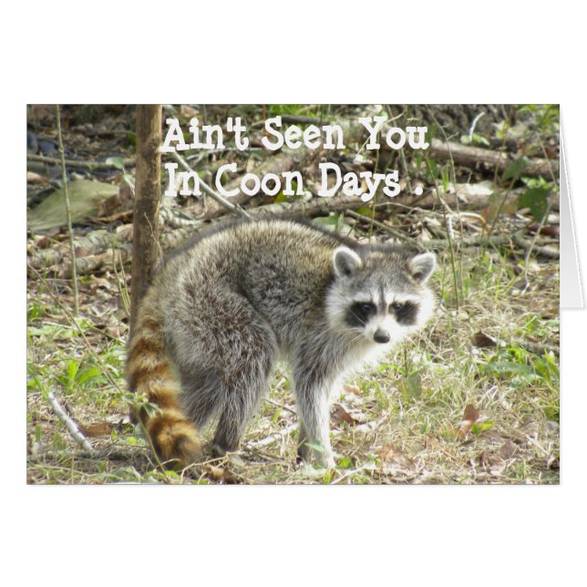 Cartão Racoon (Frente Horizontal)