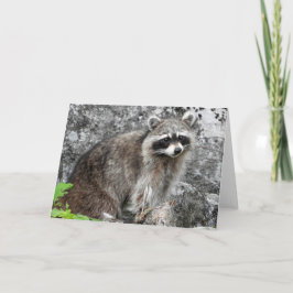 Cartão Racoon Greeting Card, Blank Inside
