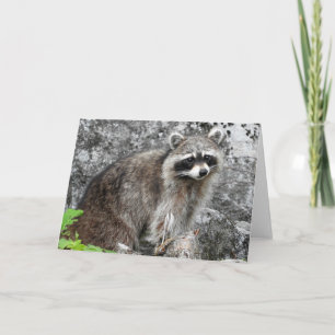 Cartão Racoon Greeting Card, Blank Inside
