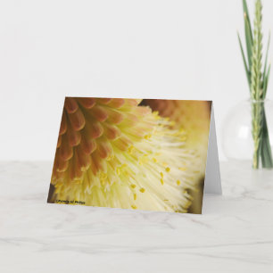 Cartão Radiant Torch Lily Flower Photograph Blank Inside