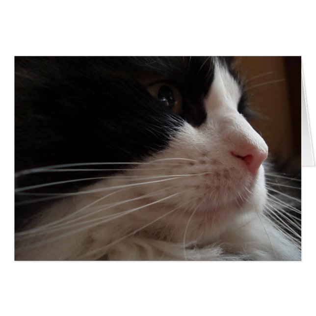 Cartão Ragdoll (Frente Horizontal)