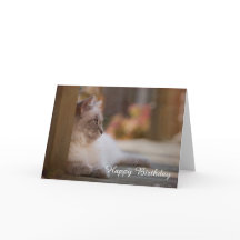 Ragdoll Birthday Card