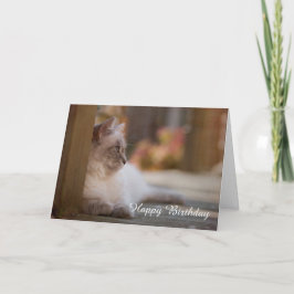 Cartão Ragdoll Birthday Card