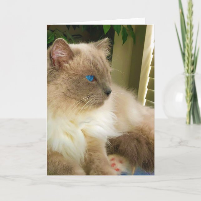 Cartão Ragdoll Cat (Frente)