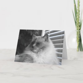 Cartão Ragdoll Cat