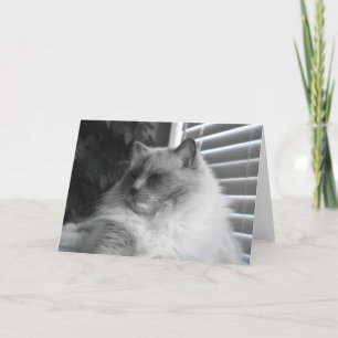 Cartão Ragdoll Cat