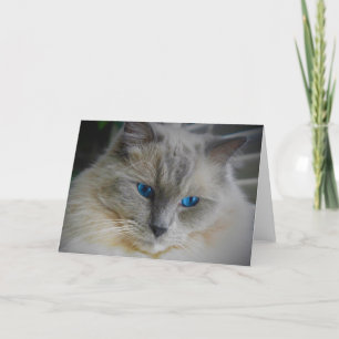 Cartão Ragdoll Cat