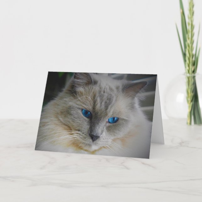 Cartão Ragdoll Cat (Frente)