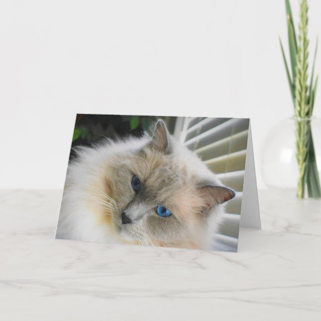 Cartão Ragdoll Cat (Frente)