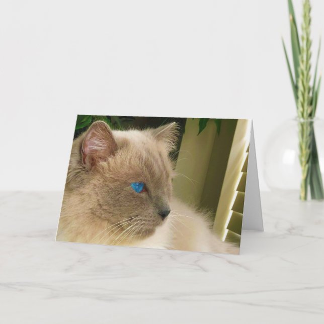 Cartão Ragdoll Cat (Frente)