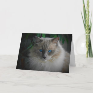 Cartão Ragdoll Cat