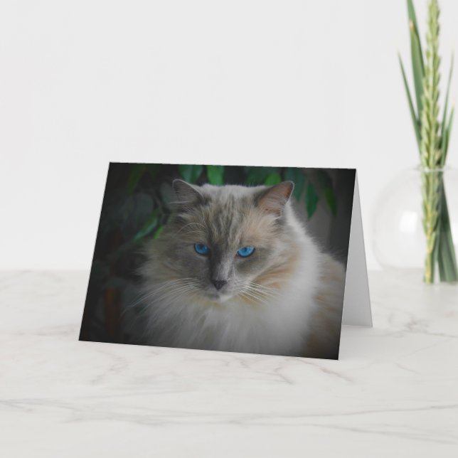 Cartão Ragdoll Cat (Frente)