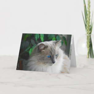 Cartão Ragdoll Cat