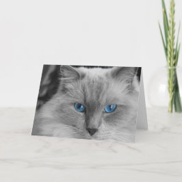 Cartão Ragdoll Cat