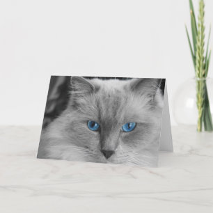 Cartão Ragdoll Cat