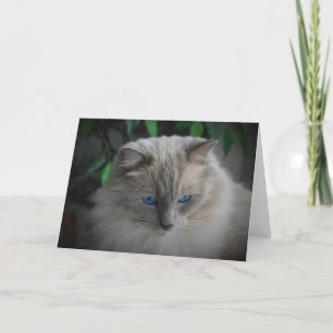 Cartão Ragdoll Cat