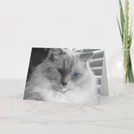 Cartão Ragdoll Cat