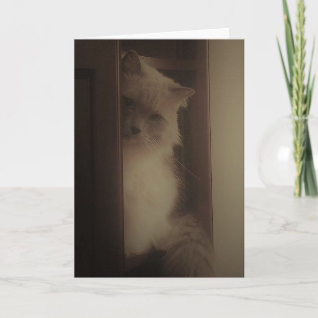 Cartão Ragdoll Cat (Frente)