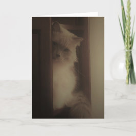 Cartão Ragdoll Cat