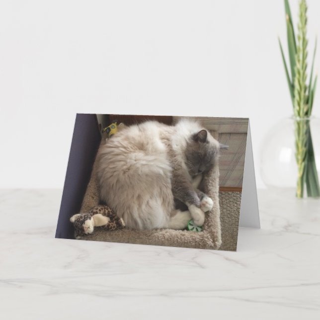 Cartão Ragdoll Cat Greeting Card (Frente)