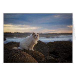 Cartão Ragdoll Cat Na Praia