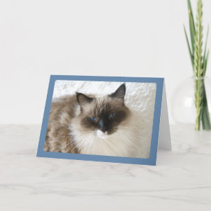 Cartão Ragdoll Cat Portrait Greeting Card