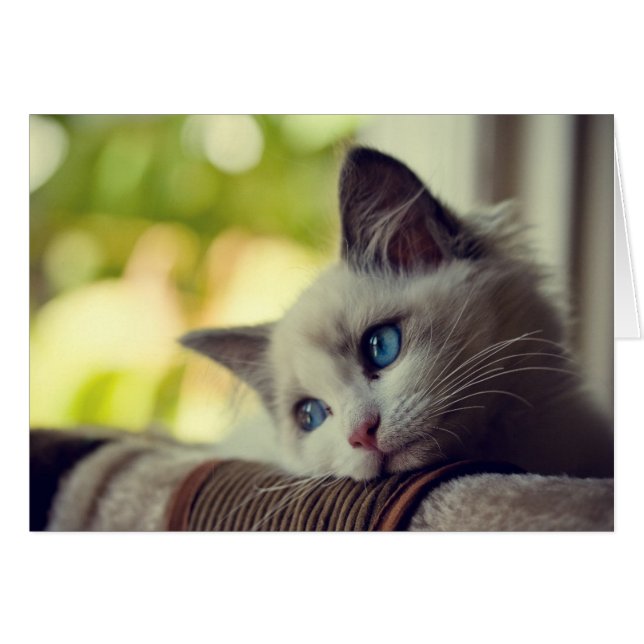 Cartão Ragdoll Kitten (Frente Horizontal)