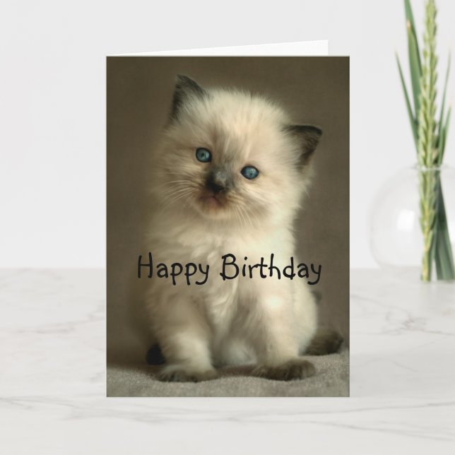 Cartão Ragdoll Kitten Birthday Card (Frente)