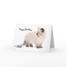 Ragdoll kitten Birthday Card
