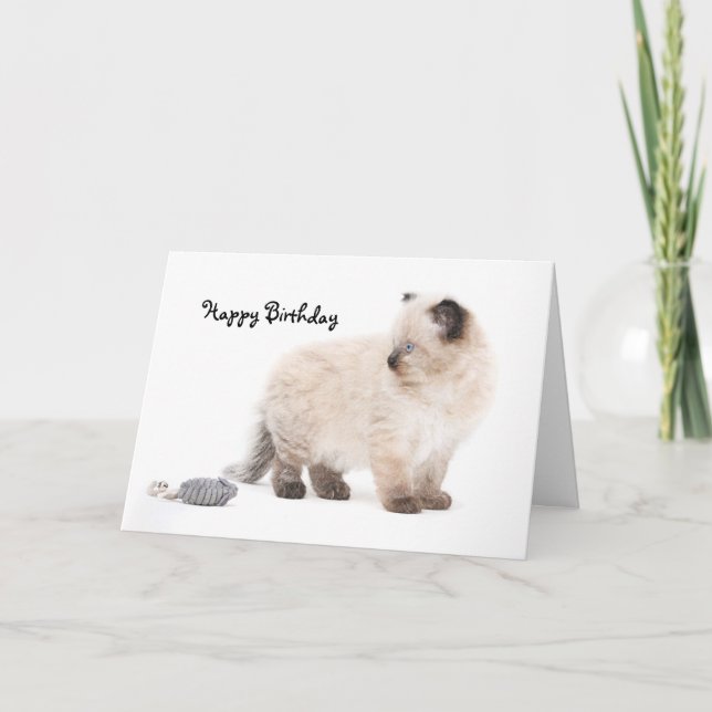 Cartão Ragdoll kitten Birthday Card (Frente)