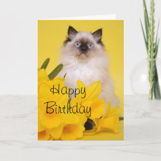 Cartão Ragdoll kitten greetings card