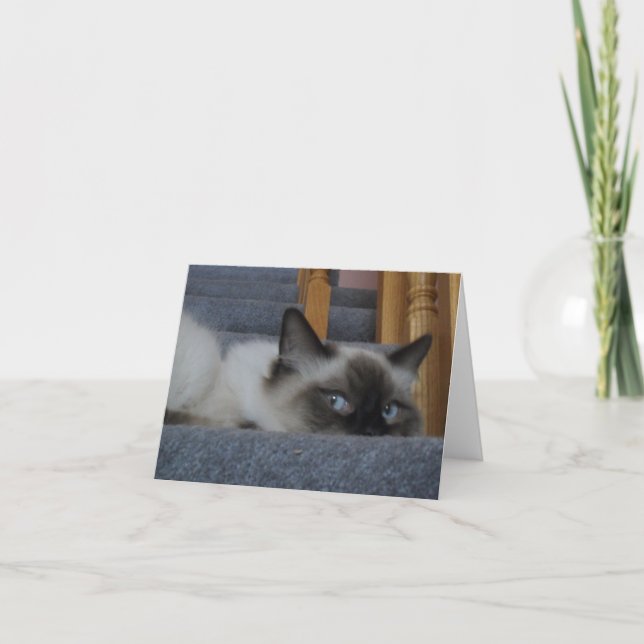 Cartão Ragdoll Kitty (Frente)