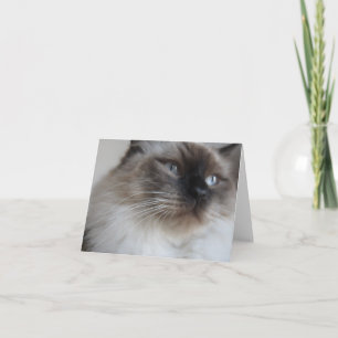 Cartão Ragdoll Kitty