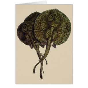 Cartão Raias Arqueadas Vintage, Animais da Vida Marinha