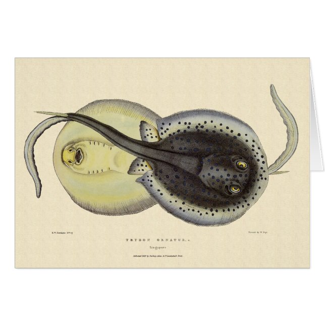 Cartão Raias Pontilhadas, Animais Marinhos Antigos (Frente Horizontal)