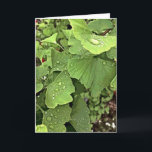 Cartão Rain On Gingko<br><div class="desc">Raindrops on ginkgo biloba tree leaves</div>