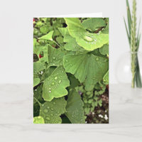 Rain On Gingko
