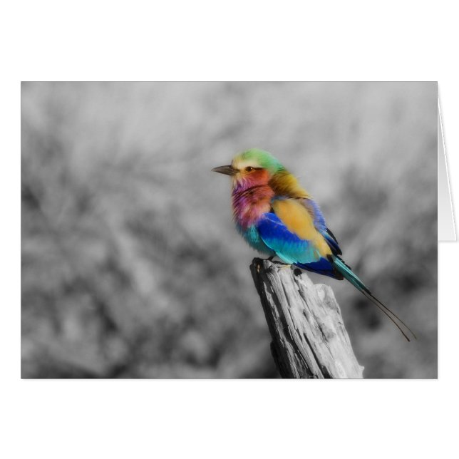 Cartão Rainbow Bird (Frente Horizontal)