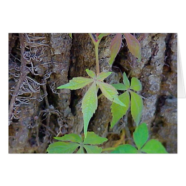 Cartão Rainbow Leaves (Frente Horizontal)