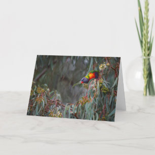 Cartão Rainbow Lorikeet in Trees blank greeting card