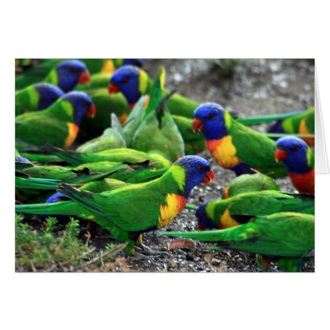 Cartão Rainbow Lorikeets australiano (Frente Horizontal)