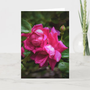 Cartão Raindrops & Rosa vermelha, placa