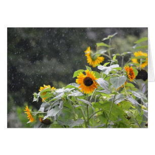 Cartão Rainer Day Sunflower