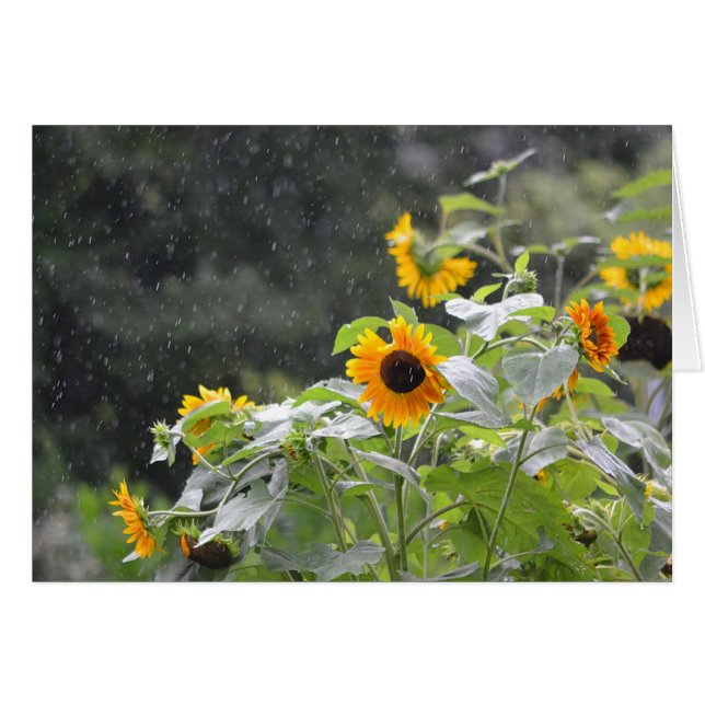 Cartão Rainer Day Sunflower (Frente Horizontal)