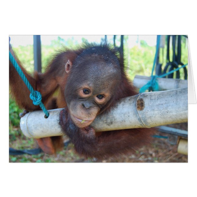 Cartão RainForest Daydreams no Santuário do Bebê da Vida  (Frente Horizontal)