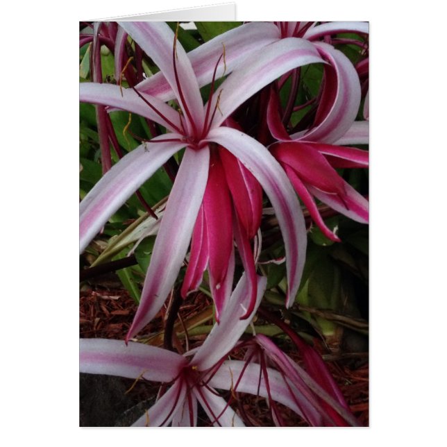 Cartão Rainha Emma, Roxo Crinum Lily (Frente)