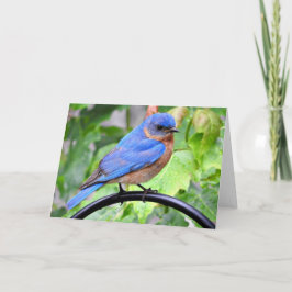 Cartão Rainy Day Bluebird Greeting Card, Blank Inside