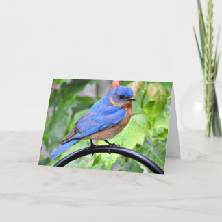 Cartão Rainy Day Bluebird Greeting Card, Blank Inside